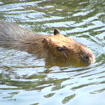 Capybara