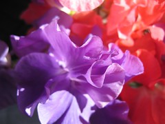 Sweet Peas