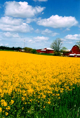 Mustard Field