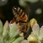 Honey Bee (Apis mellifera, Hymenoptera) butts up on native White Sage (Salvia apiana, Lamiaceae)