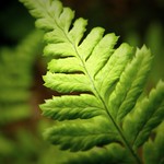 Fragile Fern