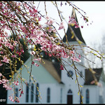 Cherry Blossoms and Minoru Chapel 7216e