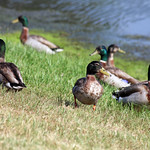 Lotsa Ducks! The Acorn Effect Continues!