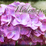 Hydrangea - Purple