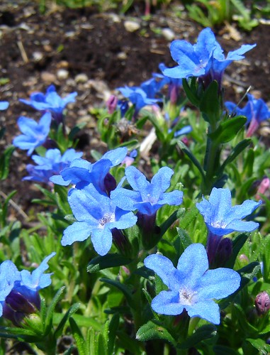 Lithodora