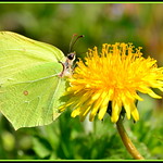 le Citron m&acirc;le