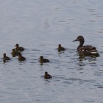 Mom & ducklings