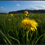 Dandelion Field