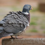 pigeon