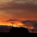 Sunrise Crows..x