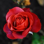 Rosa 'Hot Chocolate'