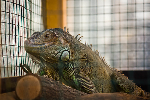Paprastoji tikroji iguana