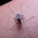 Mosquito