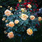 Wien, 1. Bezirk (distretto), Volksgarten (giardino del popolo, people's garden, jardin du peuple, jard&iacute;n de la gente), 1000 Rosen, K&ouml;nig Laurins Rosengarten