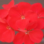 Geranium