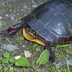 Painted Turtle
