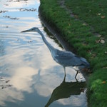 Cliveden_07_11_2010 012