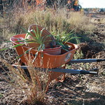 WTP4 Native Plant Relocation 019