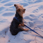 batatinha vendo o p&ocirc;r do sol