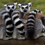 Ring-tailed lemur