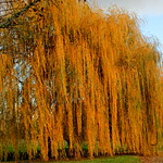Falling Willow