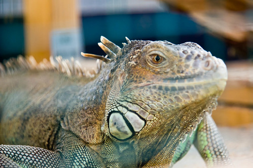 Paprastoji tikroji iguana