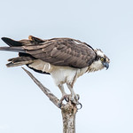 Osprey Explored 11/1