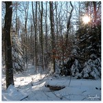 Promenade en for&ecirc;t