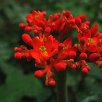 Jatropha podagrica flower