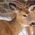 White Tailed Deer fawn Img_7671