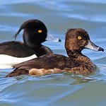 Tufted Duck Pairs