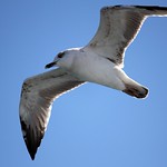 one flew over the cuckoo's nest