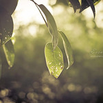 0121 A warm winter afternoon