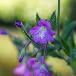 friday's flower power