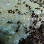ant_0406-1