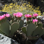 cactus flower 2