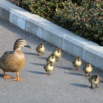 Ten little quacks