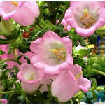 Happy Birthday Dear Friend Rambonp!