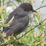 Female Starling
