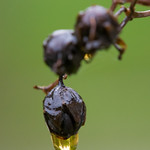 Rainy day macro-160526-004-31.jpg