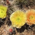 Cactus bloom