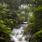 Mount Wilson trip - Leura Cascades - under the bridge