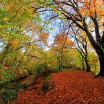 Could You Be Any More Autumnal?