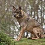 Iberian Wolf