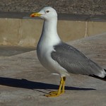 Yellow-Legged Gull in Lagos, Portugal - May 2012