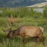 An Elk in Jasper
