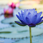 Blue Waterlily