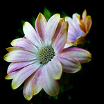 Spanish daisy with fading colours