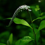 a plant called tiger's tail, but it looks like ponytail.