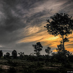 20161005_1243_Sunrise Tree